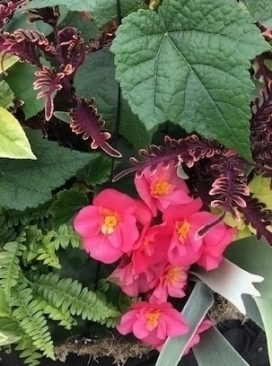 COMBO I 18" Moss Basket